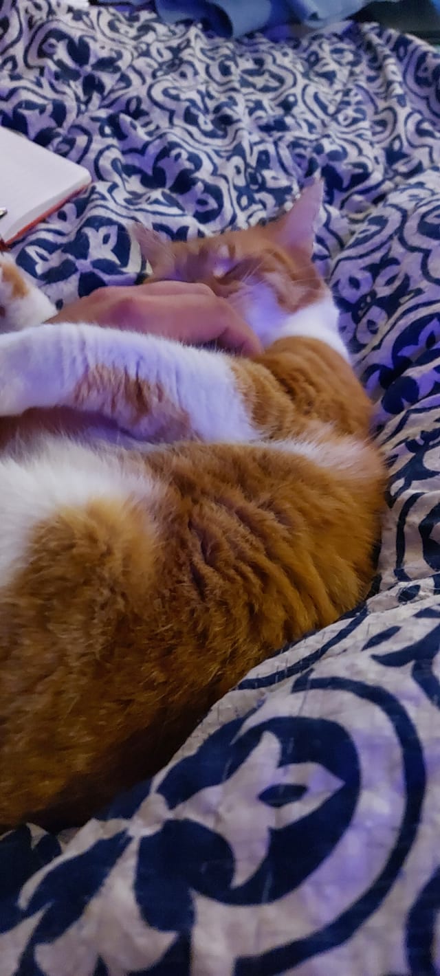 An orange cat lies in bed, being pet by someone who only has a hand in frame, Photo 2